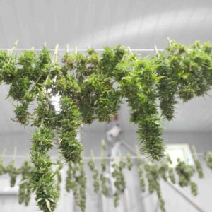 THCP Blüten Wirkung